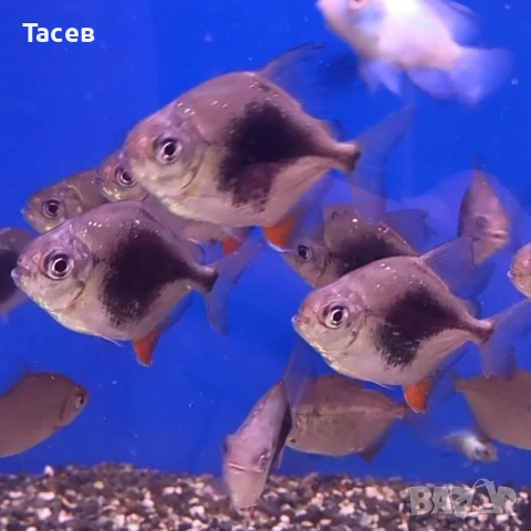 Милеуси блекбери 5см