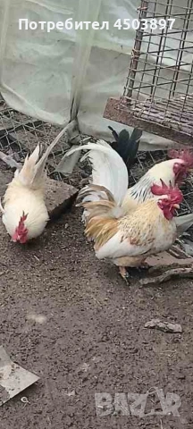 Декоративни петлета