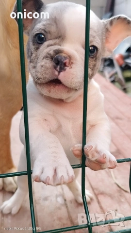 Френски булдог мерле,момче.