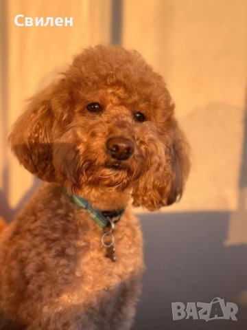 Мъжки Мини Пудел(За Разплод) на 4 г ,с родословие(Тест за генна чистота )Варна, снимка 3 - Пудели - 42629676