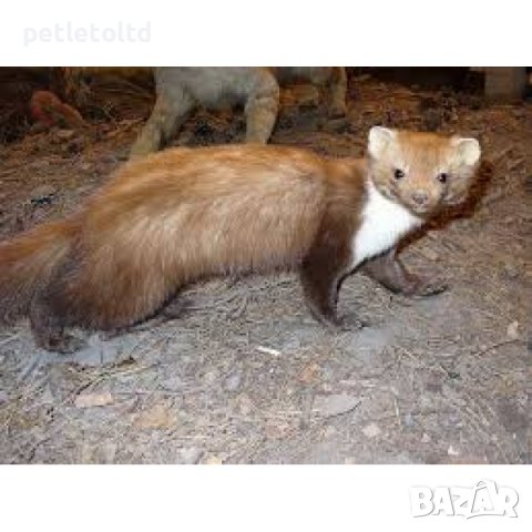 Капан за лисица или пор - тип клетка, със сектор за жива примамка XXL Размер 100 см Х 47 см Х 40 см , снимка 8 - За птици - 27887227