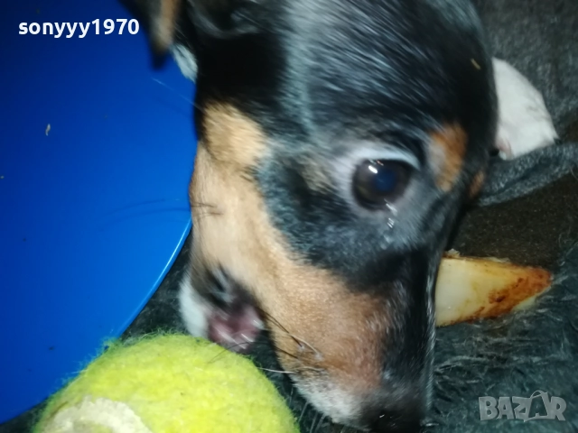 ДЖАК РЪСЕЛ ТЕРИЕР-ЖЕНСКО 0811251601, снимка 3 - Джак ръсел териер - 52343205