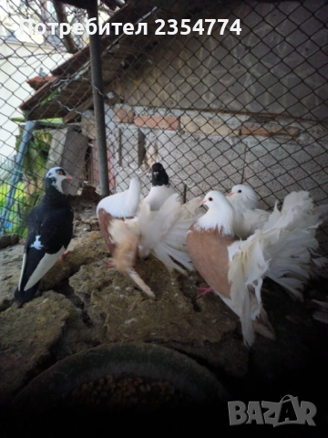 гьлаби, снимка 5 - Гълъби - 53024732