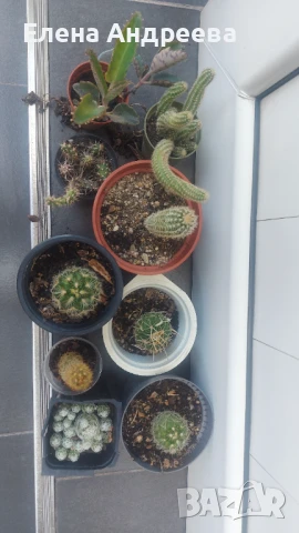 Микс от кактуси и живораждащо каланхое