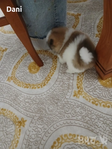 Mini Pomeran, снимка 6 - Померан - 53109109