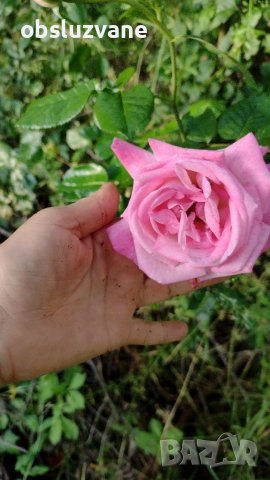 Резник красива роза 💥, снимка 2 - Градински цветя и растения - 37002777