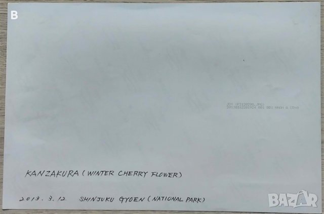 Снимка от Япония - Сакура, снимка 2 - Други - 35628199