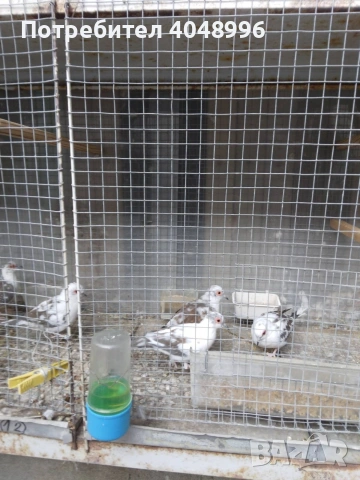 Диамантени гугутки, снимка 5 - други­ - 53929116