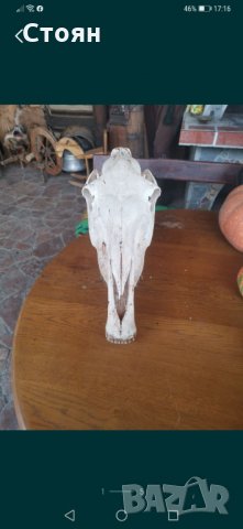 Череп на кон, снимка 4 - Стръв и захранки - 35468365