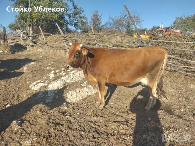 две,крави, Датски, Джерсей,, снимка 2 - Крави - 56448246