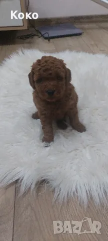 той пуделче , снимка 1