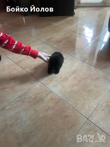 Мини, мини пуделче