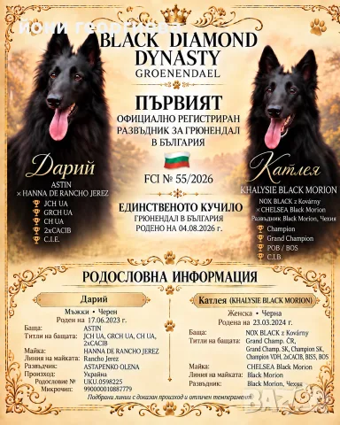 БЕЛГИЙСКА ОВЧАРКА ГРЮНЕНДАЛ 
