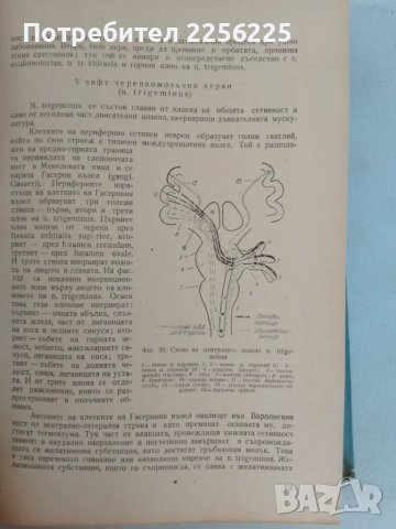 "Нервни болести", снимка 5 - Специализирана литература - 47481969