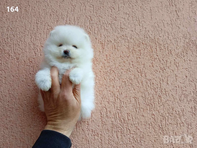 Померани. Реални снимки !!!, снимка 15 - Померан - 54015787