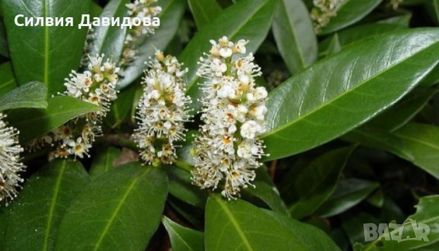 Лавровишня , снимка 13 - Градински цветя и растения - 51752197