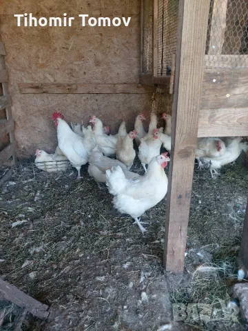 продавам кокошки петли пуйки , снимка 3 - Кокошки и пуйки - 50297951