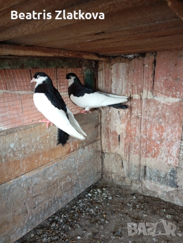 продавам гълъби