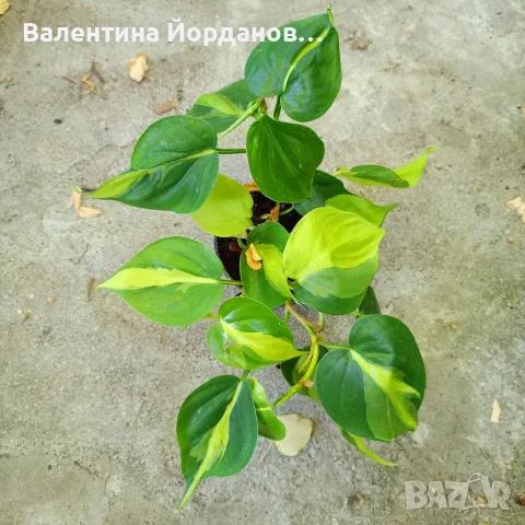 разкошни растения каскадни , снимка 4 - Стайни растения - 55754333
