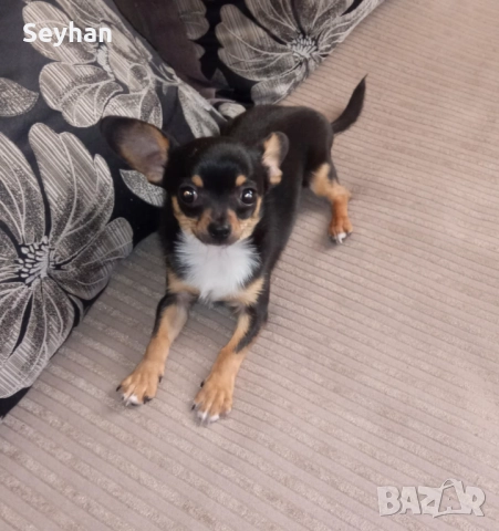 Чихуахуа пинчер