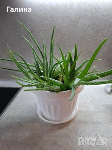 Дългогодишно лечебно Алое, снимка 4 - Стайни растения - 51661864