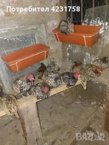 продавам златен зибрайт