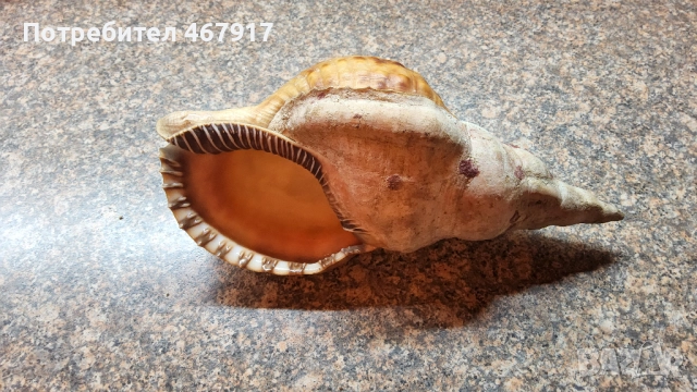 Рапани от атлантическия океан, снимка 2 - Други - 52020636