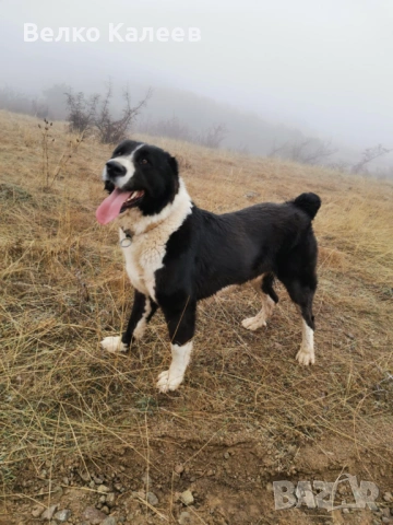 Продавам, снимка 6 - Алабай - 53240964