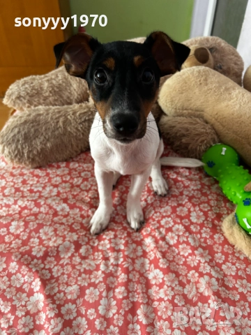 КИКИ ДЖАК ЗА КОЛЕДА МОМИЧЕНЦЕ 2512251553, снимка 4 - Джак ръсел териер - 52898121