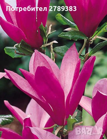 Магнолия Susan , снимка 1