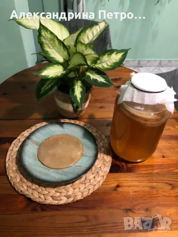БИО Чаена гъба / Комбуча SCOBY, снимка 1
