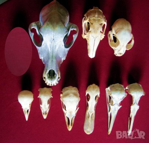 Учебно помагало по зоология, колекция от черепи, сбирка гръбначни животни , снимка 2 - Антикварни и старинни предмети - 14074952