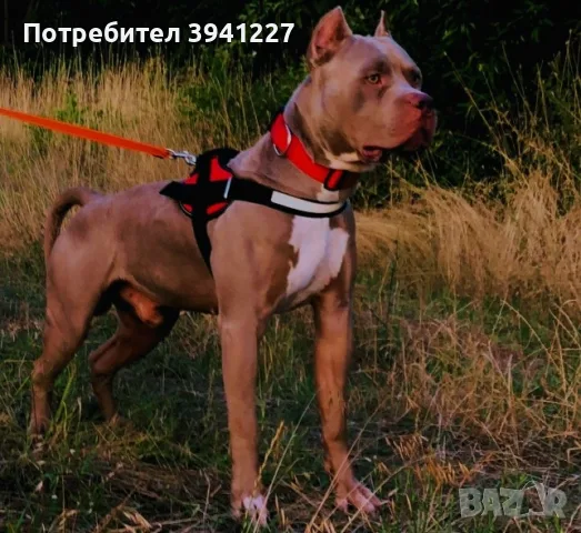 Американско Були XL, снимка 6 - Други - 56211733