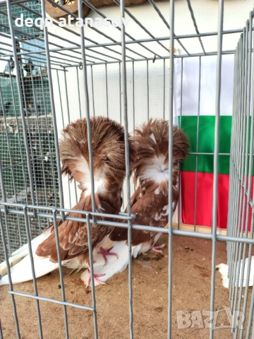 Блондинети, снимка 14 - Гълъби - 51871308