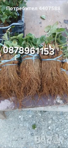 Разсад ягоди  и малини , снимка 8 - Разсади - 56265148