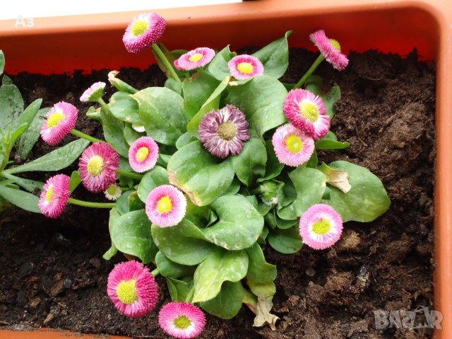 продавам цветя парички – туфи, за есенно засаждане в градината, снимка 3 - Разсади - 36687822