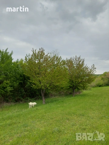 Косене и почистване тревни площи, снимка 3 - Почистване на домове - 54298574