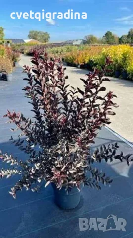 Lagerstroemia ‘Purely Purple’ (Лагерстремия Чисто лилава), снимка 2 - Градински цветя и растения - 55817177