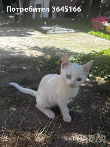 Бели котета- Турска ангора, снимка 6 - За котки - 55982403