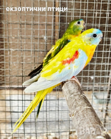 Продавам Двойка Неофеми, снимка 8 - Папагали - 53927992