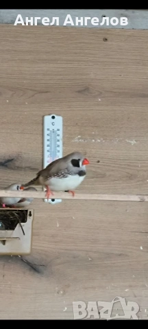 зеброви амадини 