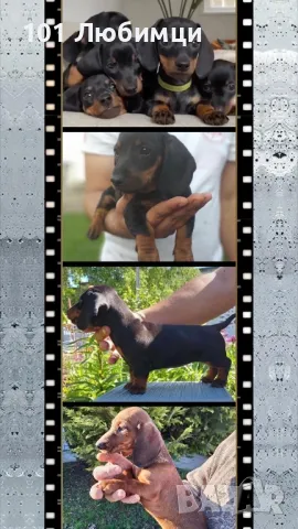 Стандартни Дакели 