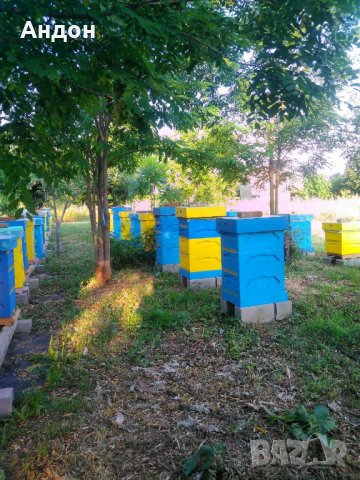 пчелен мед от производител 2023г, снимка 11 - Пчелни продукти - 27698721