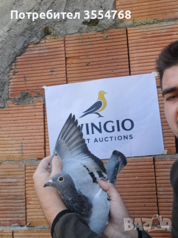 Продавам спортни гълъби , снимка 5 - Гълъби - 52929342