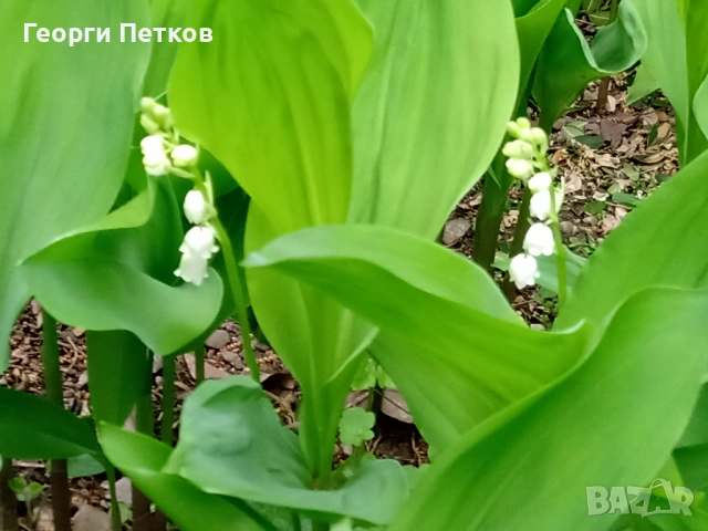 Момина сълза - 5 €./10 коренчета., снимка 3 - Градински цветя и растения - 54262076