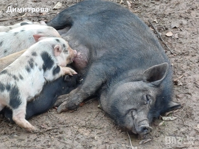 Свиня майка, виетнамско прасе