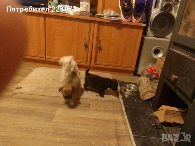 Пинчер, снимка 9 - Пинчер - 53012866