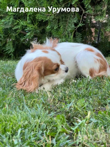 Момичета със всички ваксини и паспорт , снимка 1