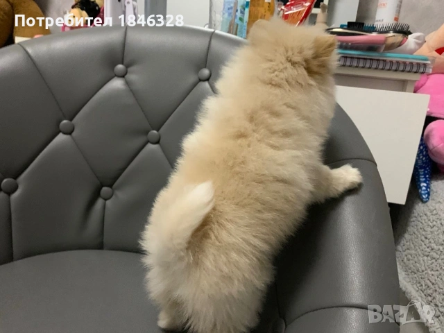 Померан, снимка 4 - Померан - 53185683