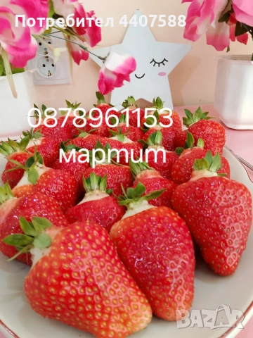 Разсад ягоди и малини , снимка 7 - Разсади - 49528320